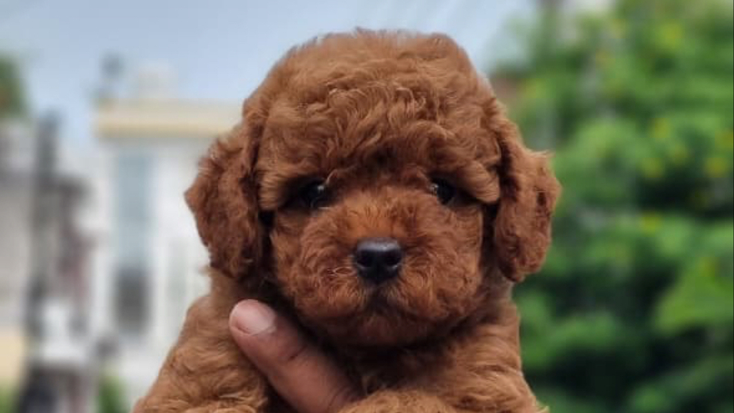 Cover photo of Asia Pet Shop - Dogs And Puppies For Sale In Delhi NCR | Poodle Puppies | Husky | Shih Tzu